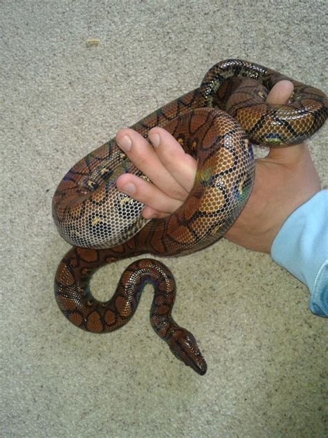 Ne England Brazilian Rainbow Boa For Sale Reptile Forums