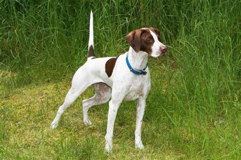 When they say that the dogs who have had the hardest lives make the best dogs, milner should be right on top. Montana Pointers - German Shorthaired and English Pointer ...