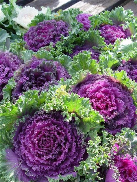 It has yellow flowers which are arranged in the clusters on top of the flowering stem. 10 Purple Prince Flowering Kale, Brassica Oleracea ...