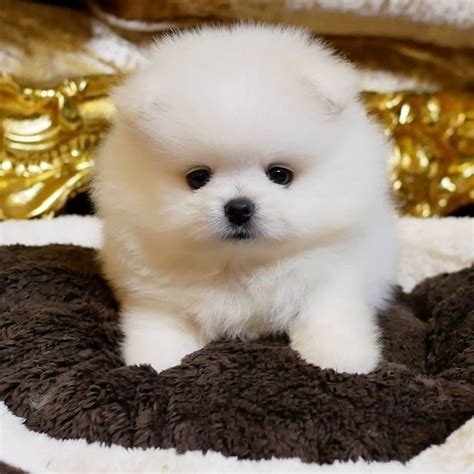 Pomeranian Puppy Teacup Pomeranians Sanem Instagram Dogs Dog Days