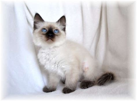 Balinese Cats For Sale Los Angeles Ca 161511 Petzlover