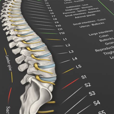 Spinal Nerve Chart Poster By Kirografiks