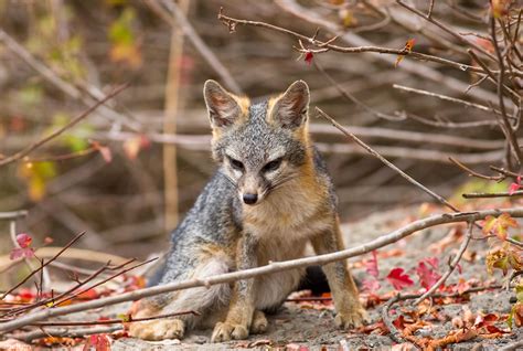 A Very Cute Little Baby Gray Fox Was Tucked Away Securely In The