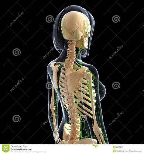 Bones of female back : Lymphatic System Of Female Back Side View Royalty Free Stock Photography - Image: 25933267