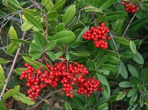 Evergreen Shrubs Small Trees And Red Berries On Pinterest