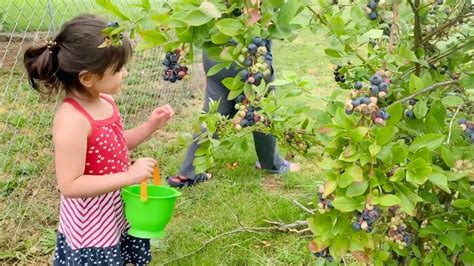 Picking Blueberries Youtube