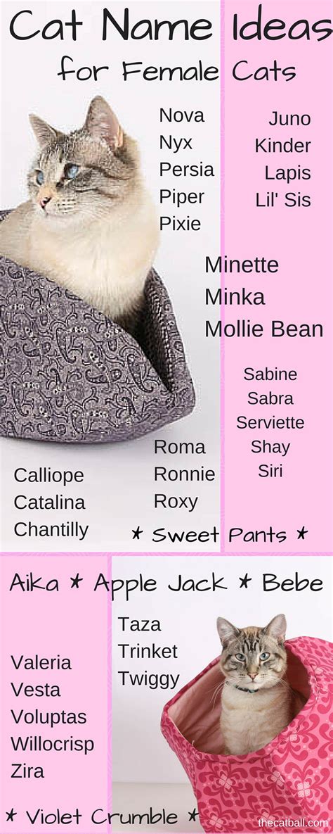 Cat Name Ideas For Female Cats The Cat Ball