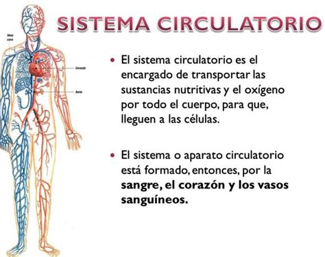 ¿cómo Funciona El Sistema Circulatorio Cuerpo Humano