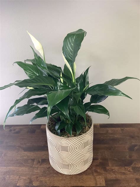Wishing You Peace Potted Peace Lily Plant In Middleton Wi Promises