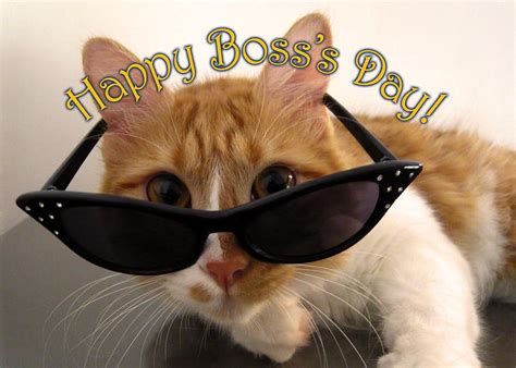 Funny Happy Boss Day Wishes Old Cats Cat Cards Cat Sunglasses