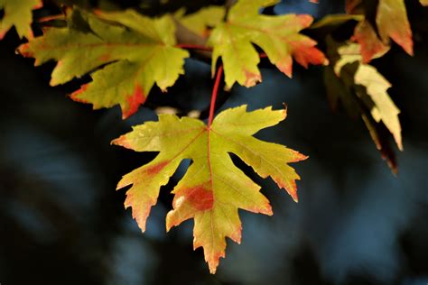 Maple Leaf In Fall Free Stock Photo Public Domain Pictures