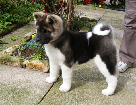 He's from cinninnati, ohio born on february twentith, two thousand and nine. Akita puppies,dogs and bitches for sale | Chesterfield ...