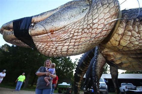 1000 Pound Alligator 13 Pics