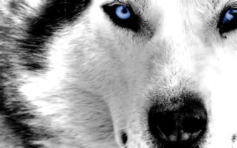 Cool Wolf Backgrounds ·① Wallpapertag