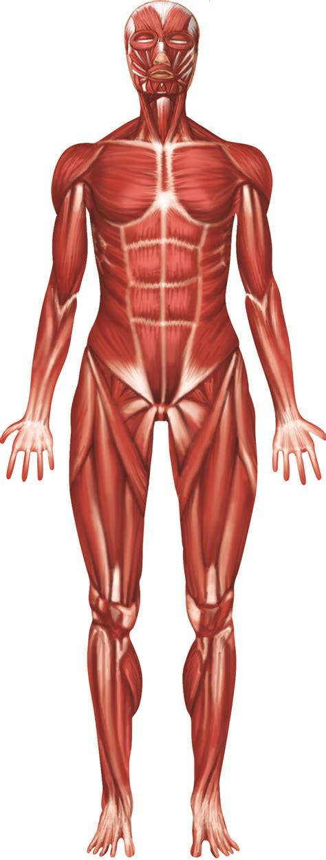 The Muscular System Labeled Human Muscle Anatomy Muscular System Images