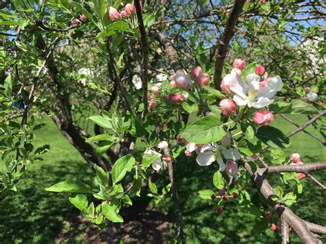 Fruit Trees Home Gardening Apple Cherry Pear Plum Dormant Oil