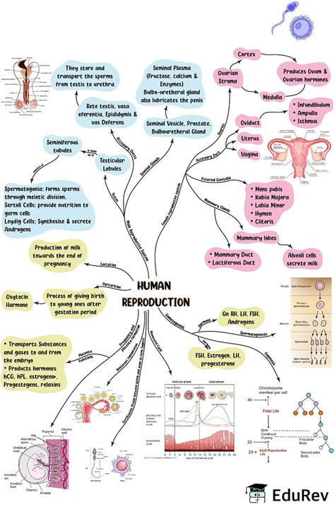 Mindmap Human Reproduction Biology Class 12 Neet