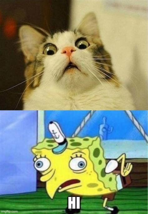 Cat Finds Spongebob Imgflip
