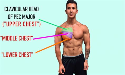 This page provides an overview of the chest muscle group. Untere Brust trainieren - TOP 3 Übungen für mehr Masse ...