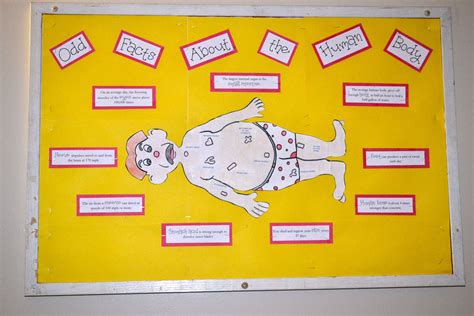 Odd Facts About The Human Body Bulletin Board Inspired By The Board
