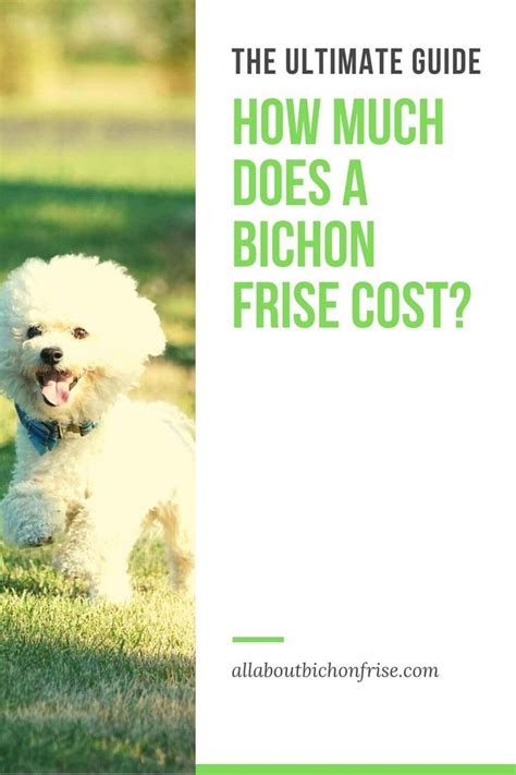 How Much Does A Bichon Frise Cost Ultimate Guide In 2020