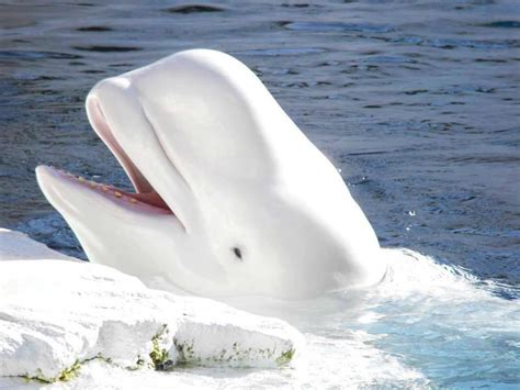 Arctic Beluga Beluga Whale Animals Wild Beluga