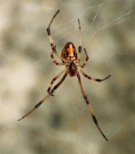 Brown Widow Spider Latrodectus Geometricus Spider Pictures Spider