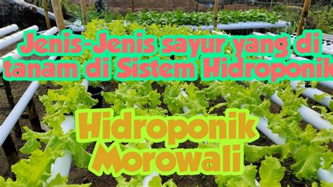 Paragraf menjadi bagian dan unsur penting dalam karya tulis dan sastra. Jenis Jenis Sayur yang biasa di tanam hidroponik II ...