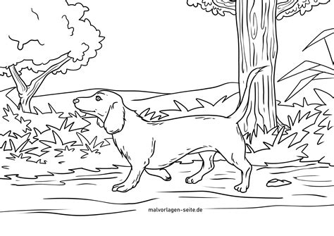 Malvorlage Dackel | Hunde - Kostenlose Ausmalbilder