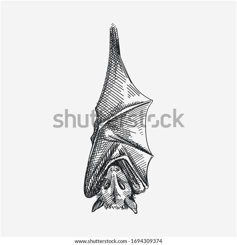 Handdrawn Sketch Hanging Bat Upside Down Stock Vector Royalty Free
