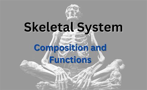 Skeletal System Definition Composition And Functions