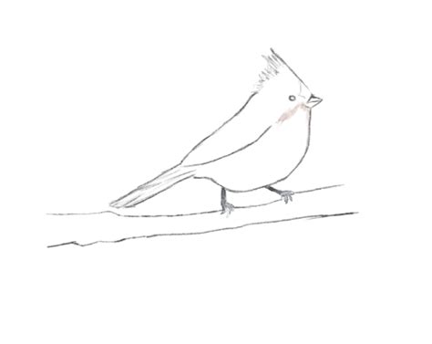 Download Bridled Titmouse Clipart For Free Designlooter 2020 👨‍🎨