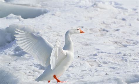 White Goose On Snow Covered Ground At Daytime · Free Stock Photo