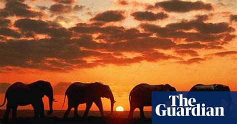 Too Hungry Too Destructive Too Many South Africa To Begin Elephant