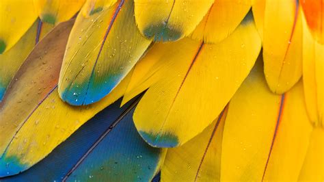 Yellow Feathers Hd Abstract Wallpapers Hd Wallpapers Id 77205