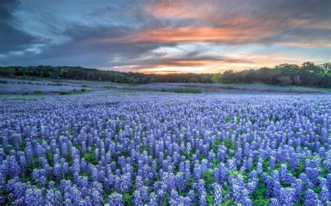 Maybe you would like to learn more about one of these? Photos of Texas Bluebonnets | Travel + Leisure