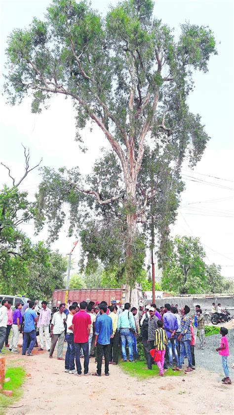 Rare Tree In Land Of Thousand Gardens Telegraph India