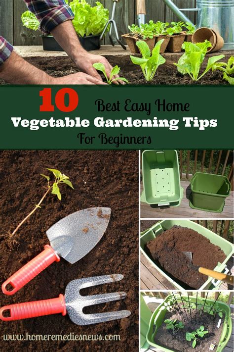 10 Best Easy Home Vegetable Gardening Tips For Beginners As We Are