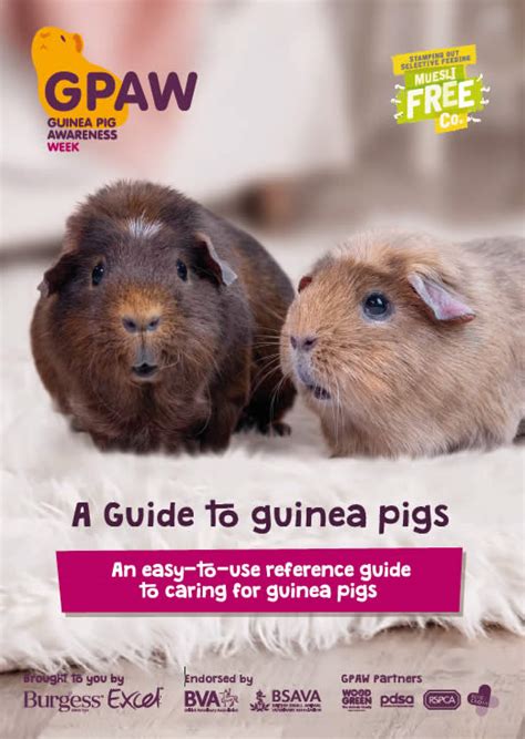 Guinea Pig Awareness Week L Thameswood Vets Swindon