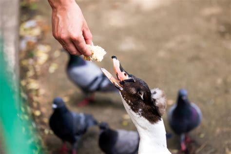 Why Shouldnt You Feed Birds Bread