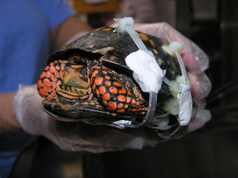 Because of this, when considering where to buy an eastern box turtle for sale near me. Eastern Box Turtle, #10-2098 | The Wildlife Center of Virginia