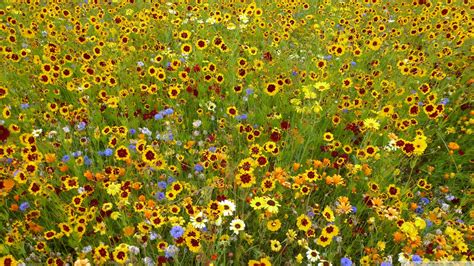 Wild Flowers In Meadow Wallpapers Wallpaper Cave