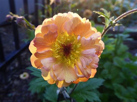 The constant gardener shade garden garden landscaping seeds gardening landscape front yard landscaping scenery lawn and garden. Geum 'Mai Tai' p.p. (Geum hybrid) Geum 'Mai Tai' is a ...