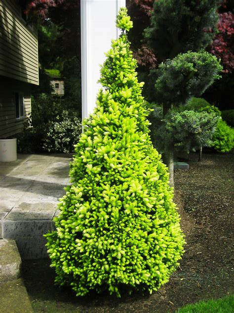 Buy Spruce Trees Online Spruce Trees For Sale The Tree Center