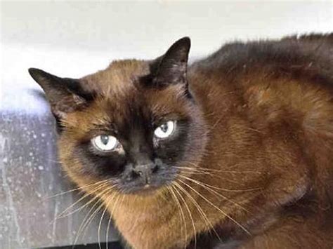 New hope animal rescue nfp saves and rescues cats and kittens in need. Austin, TX - Tonkinese. Meet *COCO a Cat for Adoption ...