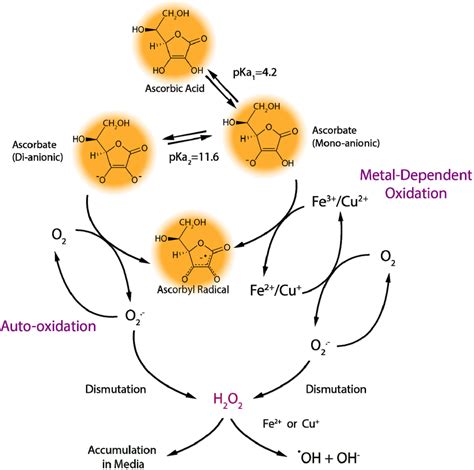 L Ascorbate Oxidase Ascorbase