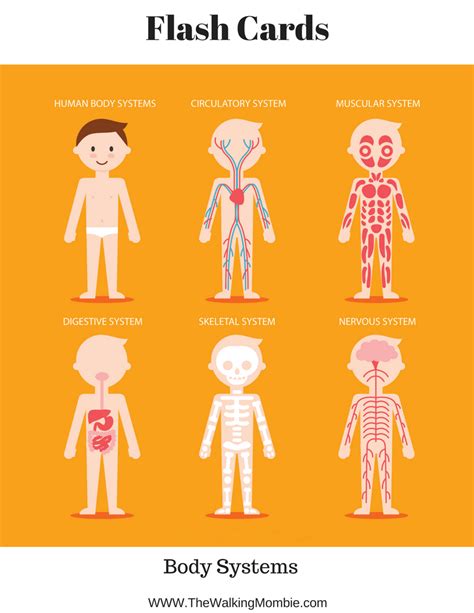 Anatomy Of The Human Body Free Printables For Kids
