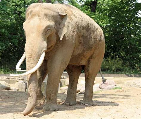 Jahrhunderts aufgegeben und erst 1973 als tierpark neu eröffnet. Zoologischer Garten Berlin - Zoo Berlin | Wahrzeichen.Berlin