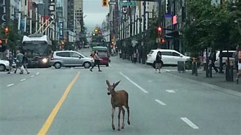 Global tv news bc ; Deer spotted hoofing it through downtown Vancouver | CTV Vancouver News