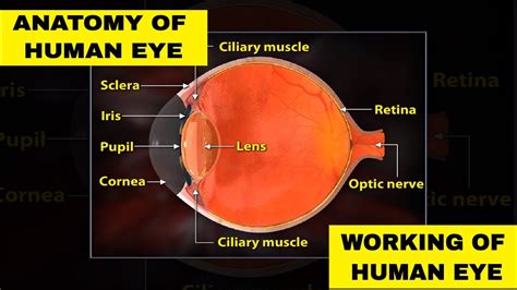 How The Eye Works Animation Structure And Working Of The Human Eye